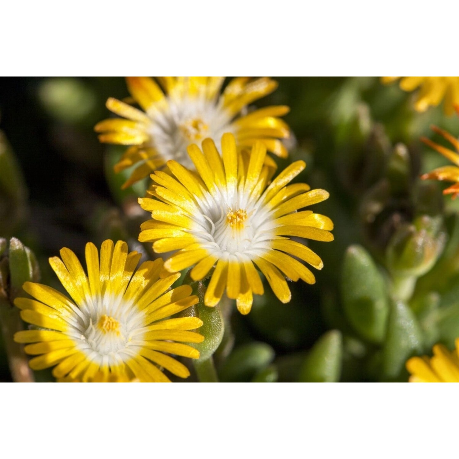 Delosperma Congestum Golden Nugget Mittagsblume Gelb Ca. 9x9 cm Topf günstig online kaufen