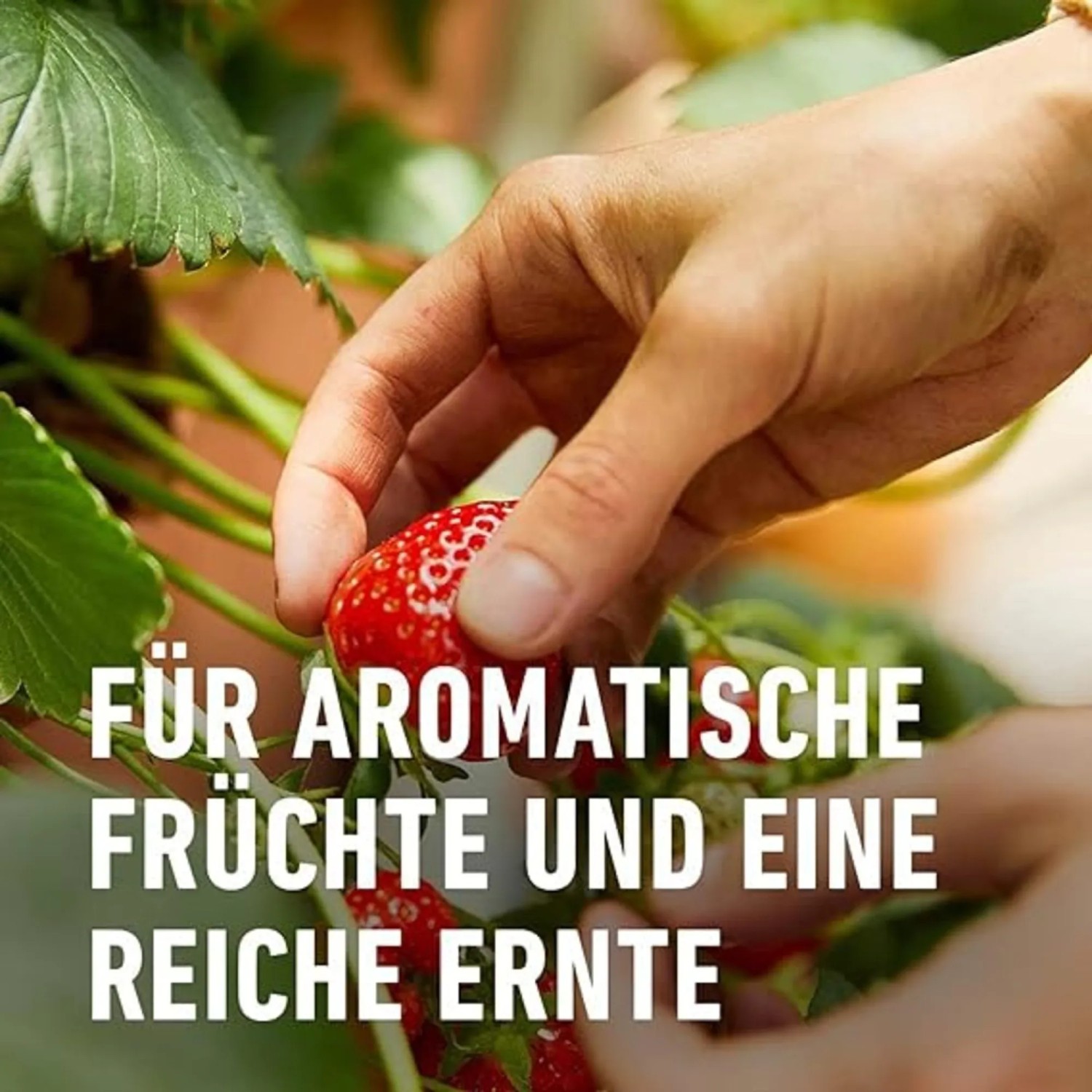 Hand pflückt reife rote Erdbeere. Für aromatische Früchte und reiche Ernte mit Compo Beerendünger.