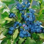 Heidelbeere 'Patriot' (Vaccinium corymbosum) mit reifen, blauen Beeren und grünen Blättern.