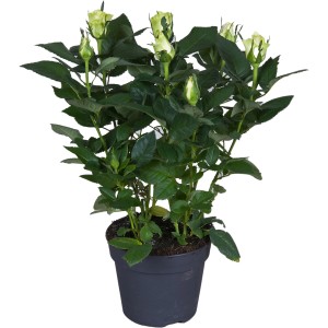 Zimmerrose Weiß im Topf, ca. 33-39 cm hoch, von GROW by OBI. Blühende Zimmerpflanze für ein romantisches Flair.