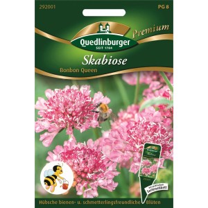 Quedlinburger Skabiose Bonbon Queen Saatgut mit rosa Blüten und einer Hummel.