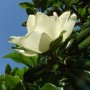 Nahaufnahme einer weißen, großblumigen Magnolie Little Gem Blüte vor blauem Himmel.
