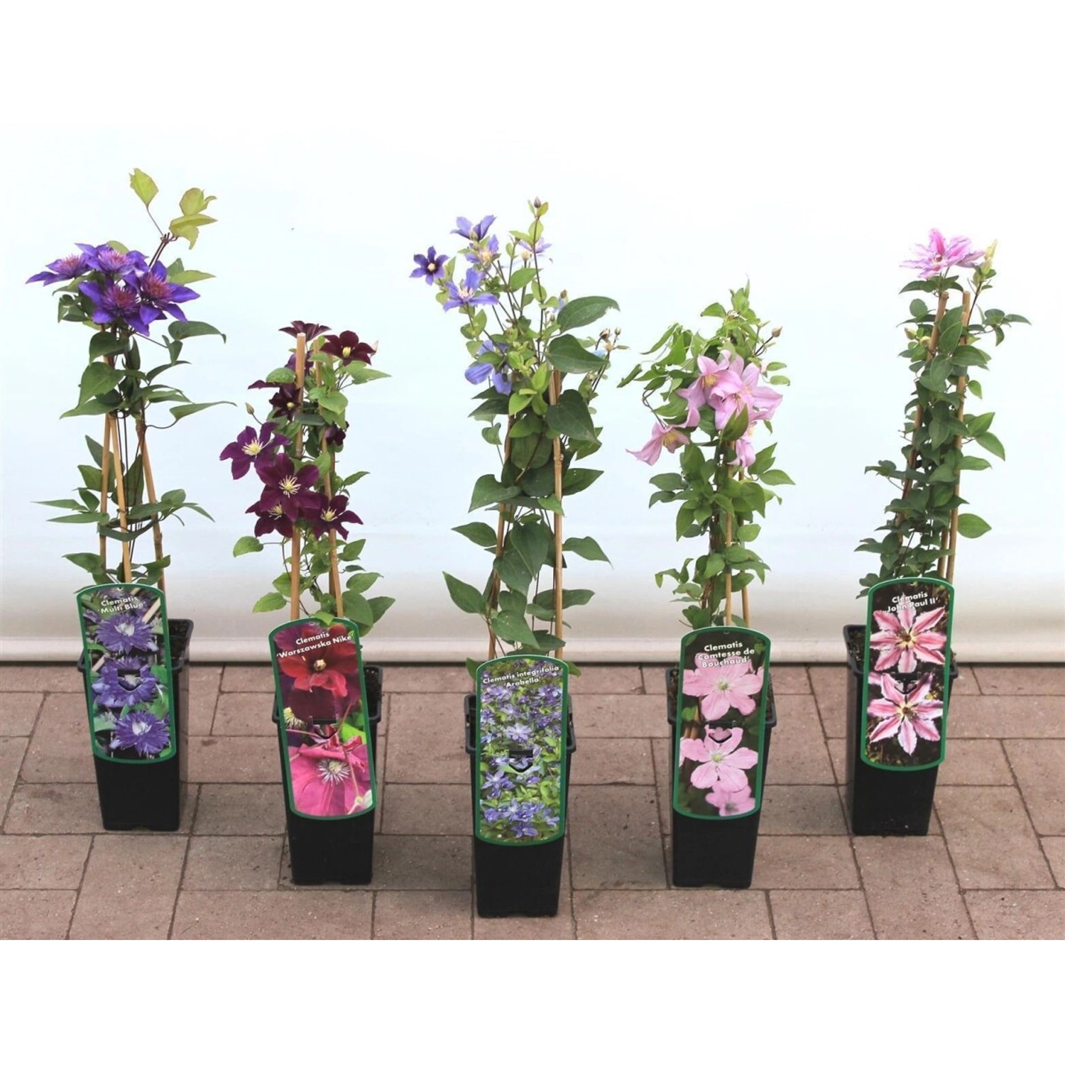 Clematis Hybride Westerplatte Waldrebe Rot 40–60 cm günstig online kaufen