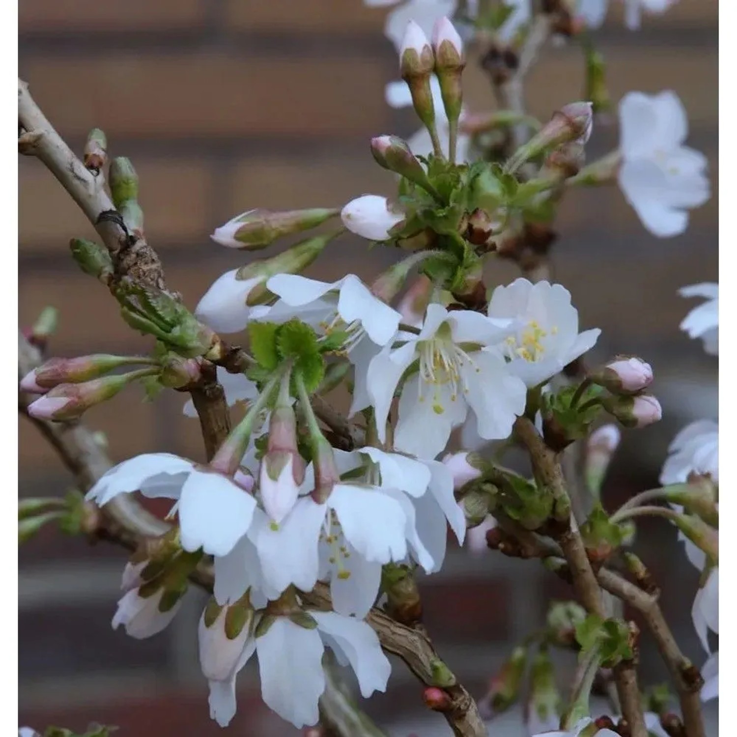 Geschlitzte Zierkirsche Kojou no mai 40-60cm - Prunus incisa
