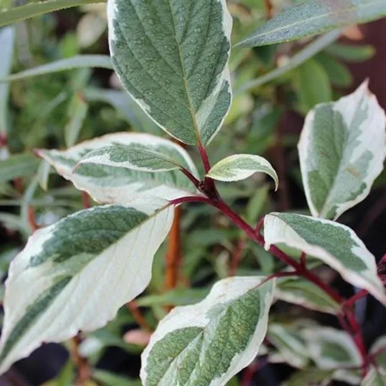 Hartriegel 'Sibirica Variegata' Cornus alba 50 bis 60 cm im Container Panaschiertes Laub