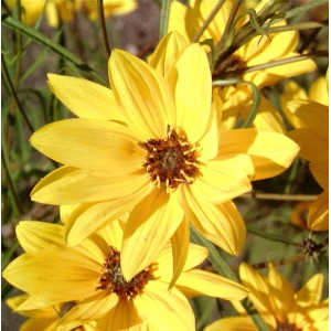Gelbe Weidenblättrige Sonnenblume (Helianthus salicifolius) im Detail.