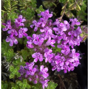 Nahaufnahme von rosa blühendem Teppich-Thymian (Thymus praecox Pink Chintz).