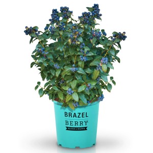 Heidelbeere 'Perpetua' im Topf mit reifen, blauen Beeren und grünen Blättern.