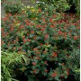 Johanniskraut 'Magical Red' Staude mit roten Beeren im Garten.