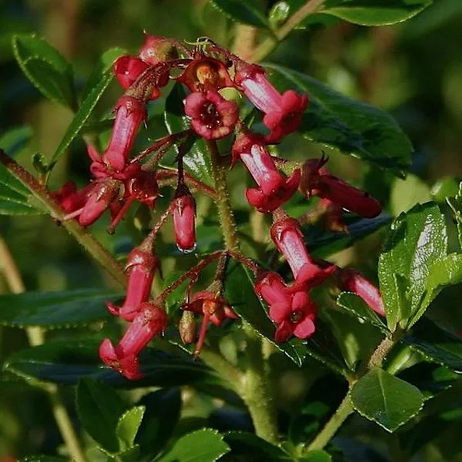 Andenstrauch 'Crimson Spire' Escallonia rubra 40 bis 50 cm im Container Immergrün