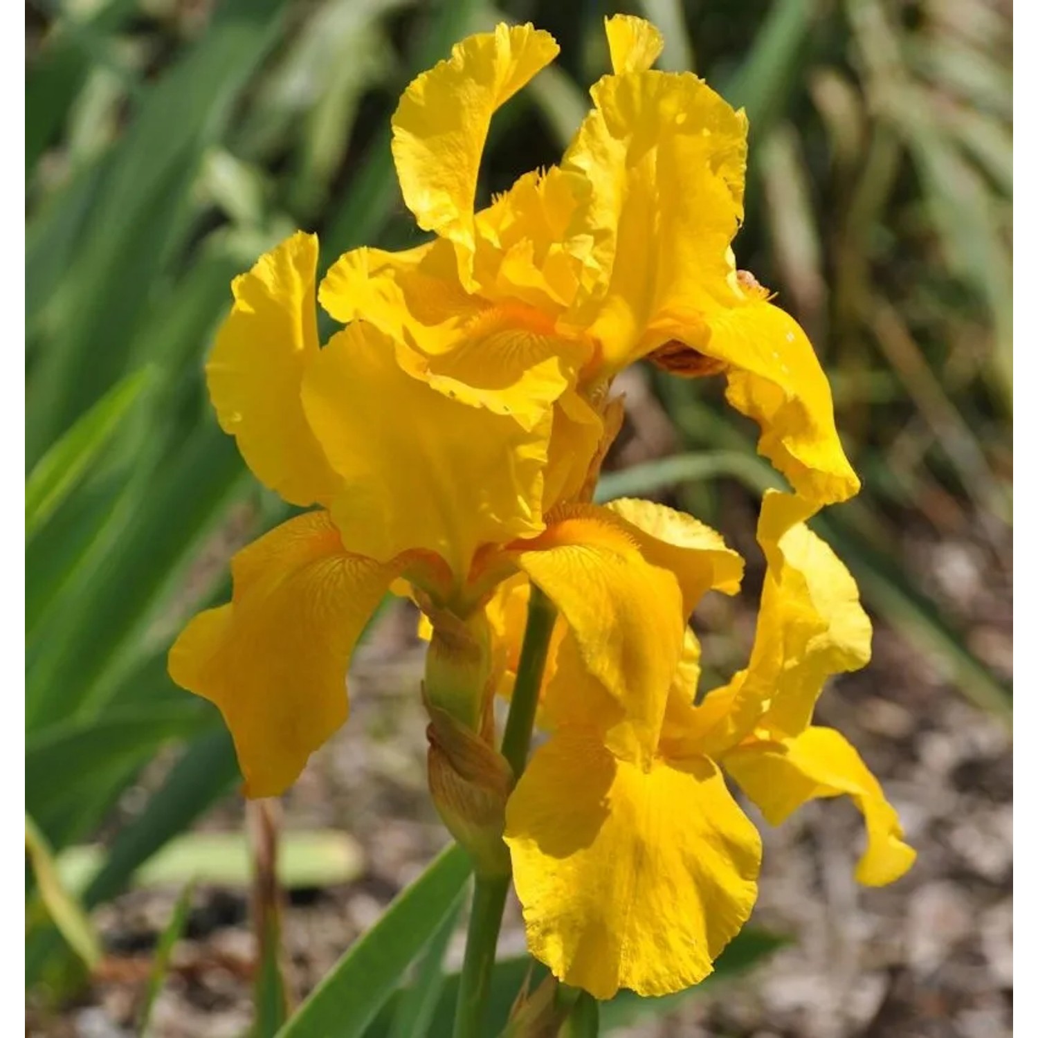 Schwertlilie Granada Gold - Iris barbata