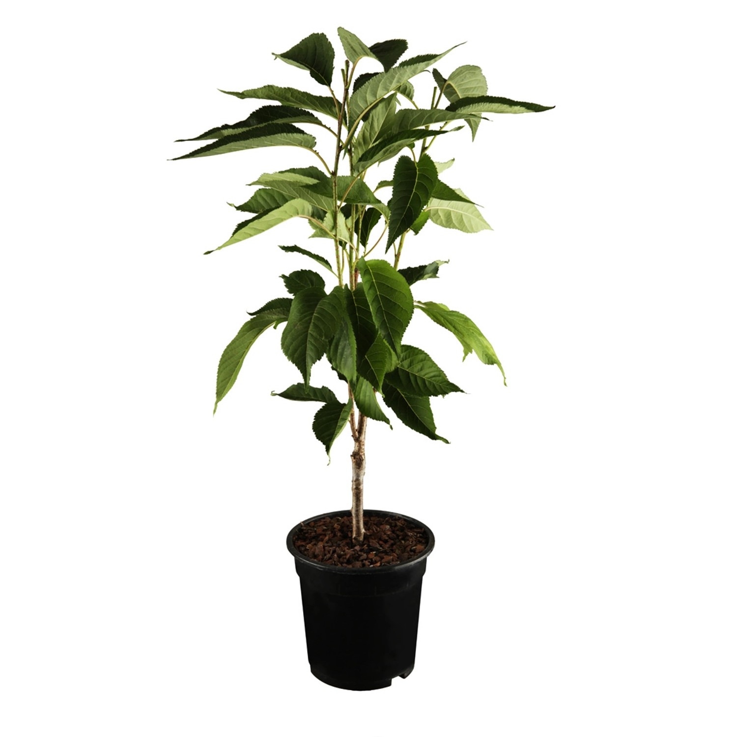 GROW by OBI Bio Säulenkirsche Rot Höhe ca. 40 - 60 cm Topf ca. 7,5 l günstig online kaufen