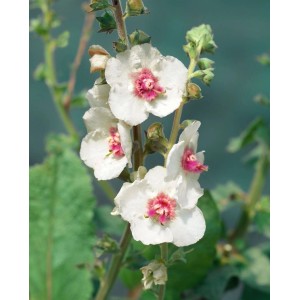 Nahaufnahme der weißen Blüten der Königskerze 'White Domino' im Topf.
