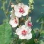Nahaufnahme der weißen Blüten der Königskerze 'White Domino' im Topf.