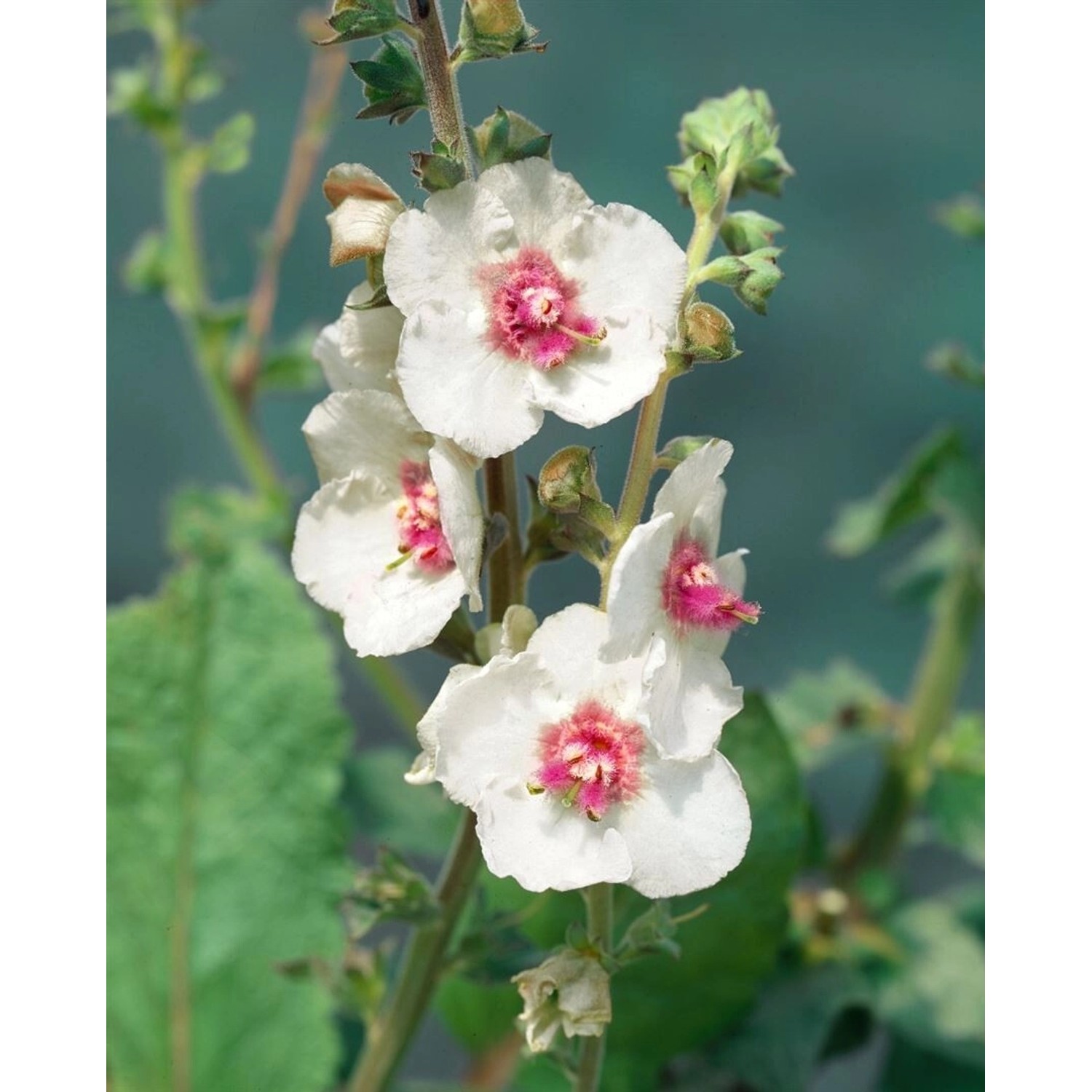 Verbascum X Cult.'White Domino' Königskerze Ca. 11x11 cm Topf günstig online kaufen