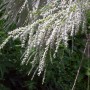 Blühende Sommertamariske (Tamarix ramosissima) mit weißen Blüten als Detailaufnahme.