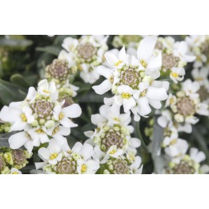 Nahaufnahme der weißen Schleifenblume 'Fischbeck' (Iberis sempervirens) im 9x9 cm Topf.