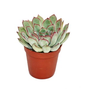Kleine Echeveria Pulidonis Sukkulente im braunen 5,5cm Topf.