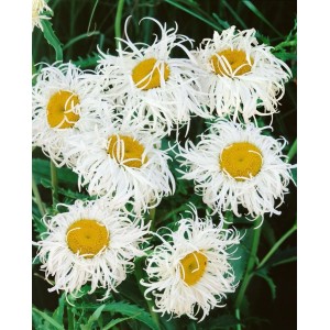 Foto von Leucanthemum 'Old Court' im Topf, eine Staude mit weißen Blüten und gelber Mitte.