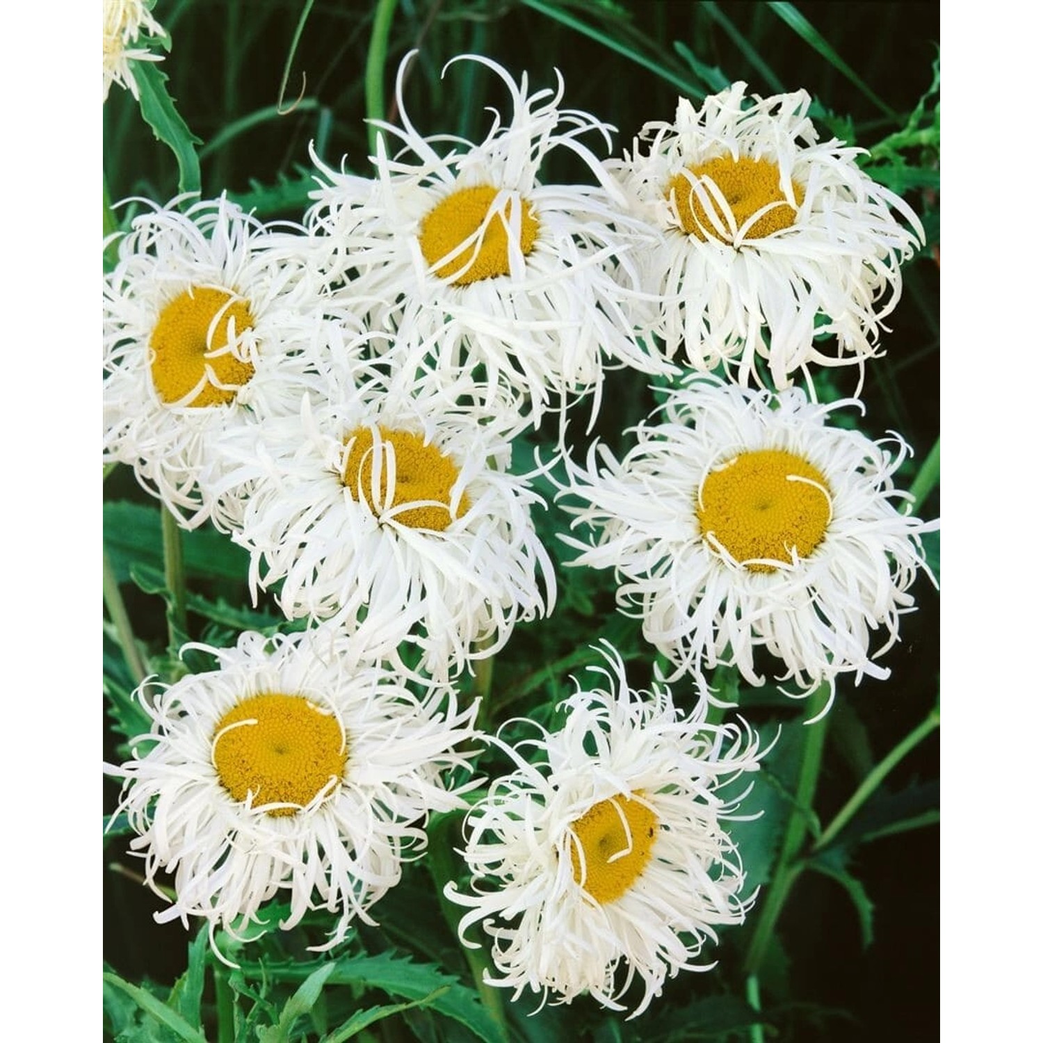 Leucanthemum X Superbum Old Court Ca. 11x11 cm Topf günstig online kaufen