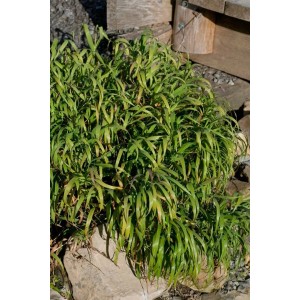 Melica Altissima Atropurpurea Ziergras im Topf, purpurrote Blütenstände und grünes Laub.