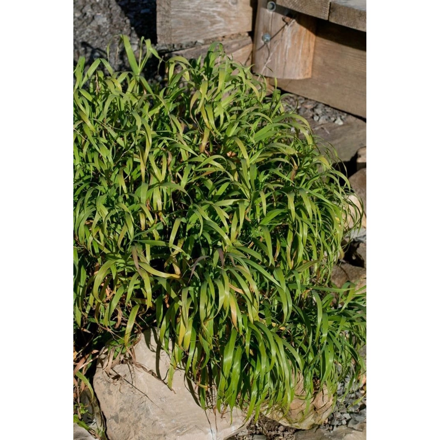 Melica Altissima Atropurpurea Ziergras Purpurrot Ca. 9x9 cm Topf günstig online kaufen