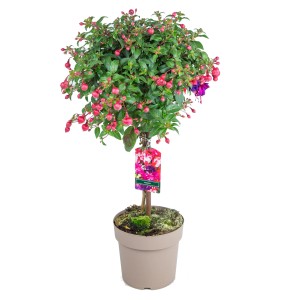 Fuchsie als Stamm, ca. 80cm hoch, im Topf. Blühende Kübelpflanze mit pinken und violetten Blüten.