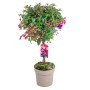 Fuchsie als Stamm, ca. 80cm hoch, im Topf. Blühende Kübelpflanze mit pinken und violetten Blüten.