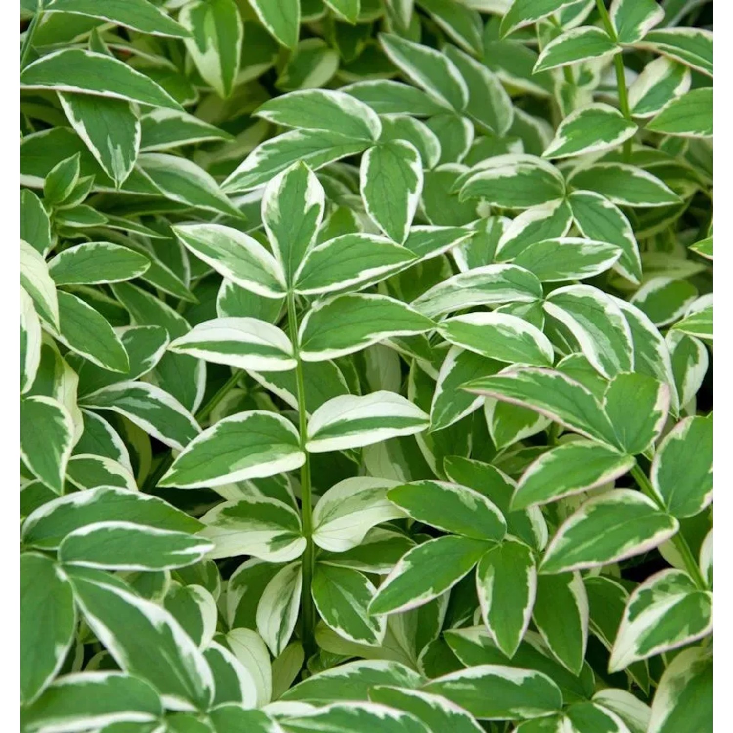 Jakobsleiter Stairway to Heaven - Polemonium reptans