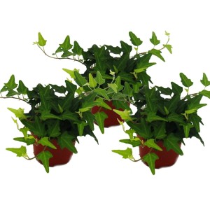 3er Set Exotenherz Efeu (Hedera Helix) im 9cm Topf, grünlaubige Kletterpflanze.