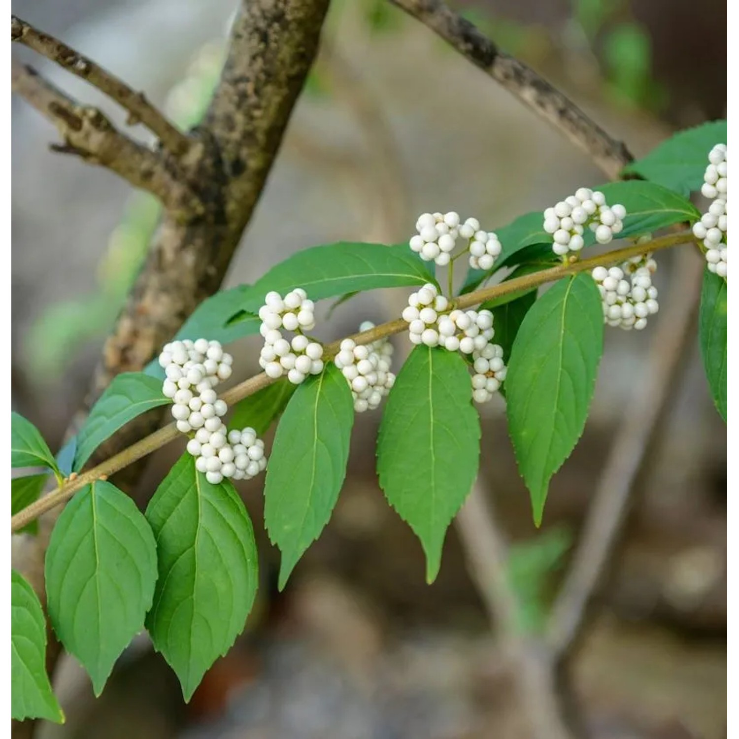 Liebesperlenstrauch Schönfrucht Magical Snowqueen 40-60cm - Callicarpa bodinieri giraldii