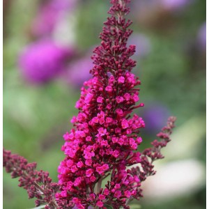 Blühender Sommerflieder 'Miss Ruby' mit leuchtend pinkfarbenen Blüten.