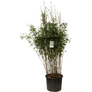 Schirmbambus 'Black Pearl' im Topf, ca. 40-60cm hoch. Dunkle Halme, grüne Blätter. Ideal für Garten und Terrasse.