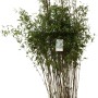Schirmbambus 'Black Pearl' im Topf, ca. 40-60cm hoch. Dunkle Halme, grüne Blätter. Ideal für Garten und Terrasse.