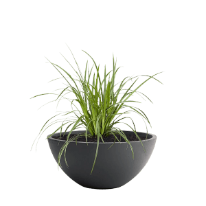 Anthrazit Pflanzschale Bowl Premium, 28 cm, mit grüner Pflanze.