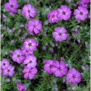 Teppich-Flammenblume 'Red Admiral' (Phlox Douglasii) mit violetten Blüten.