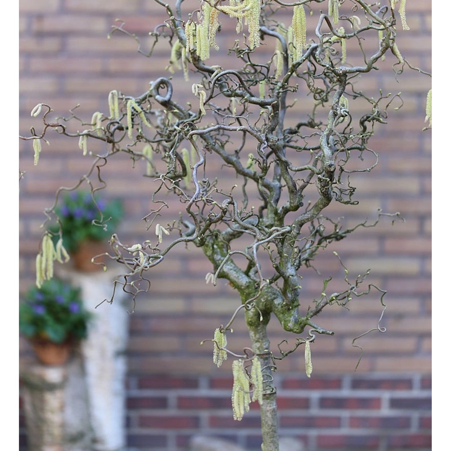 Hochstamm Korkenzieher Hasel 100-125cm - Corylus avellana günstig online kaufen