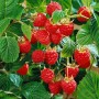 Strauch mit reifen, roten Meeker Himbeeren und grünen Blättern.