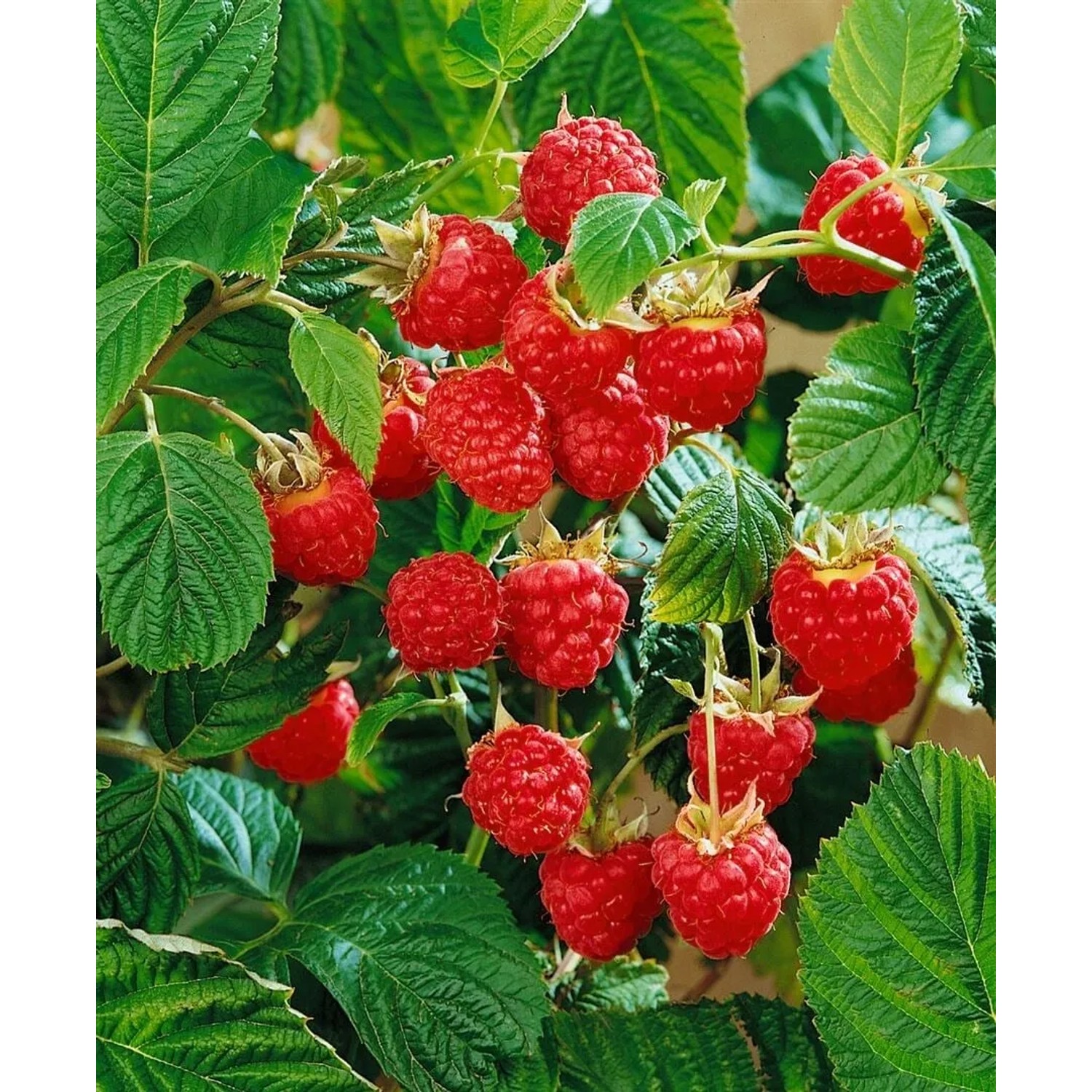 Strauch mit reifen, roten Meeker Himbeeren und grünen Blättern.