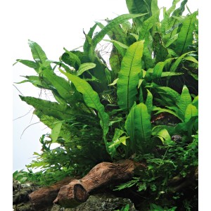 Dennerle Aquariumpflanze Microsorum Pteropus (Javafarn) auf Wurzel, grüne Unterwasserpflanze.