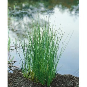 Grüne Eleocharis Palustris Sumpfbinse im 9x9 cm Topf am Teichrand.