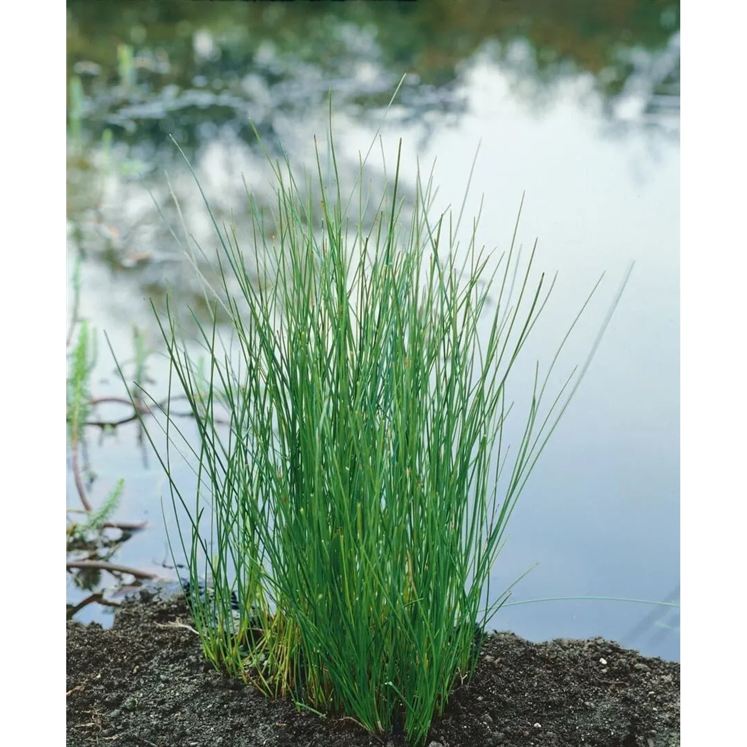 Grüne Eleocharis Palustris Sumpfbinse im 9x9 cm Topf am Teichrand.