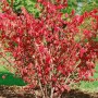 Leuchtend roter Flügel-Spindelstrauch 'Chicago Fire' (Euonymus alatus) im Herbstkleid.