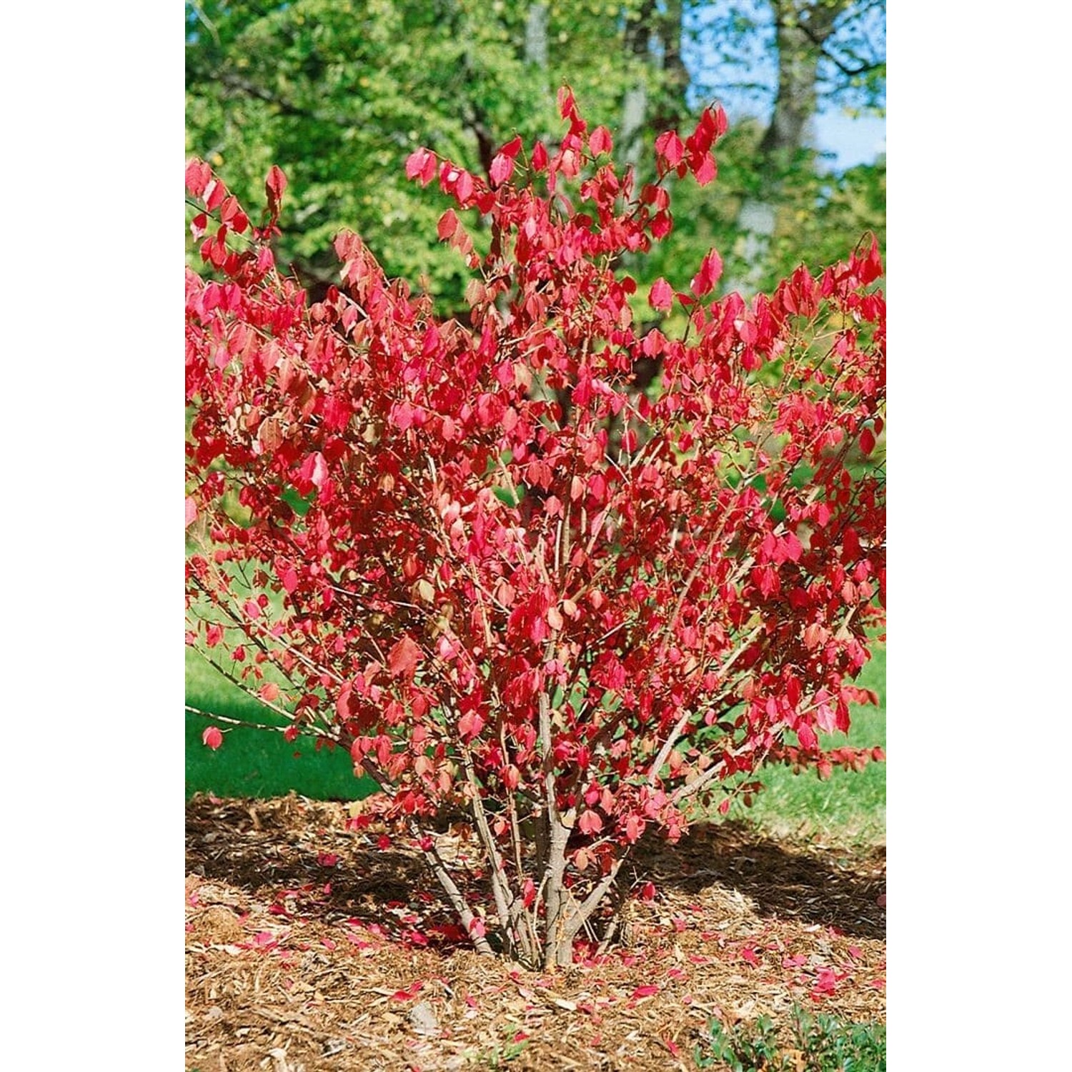 Leuchtend roter Flügel-Spindelstrauch 'Chicago Fire' (Euonymus alatus) im Herbstkleid.
