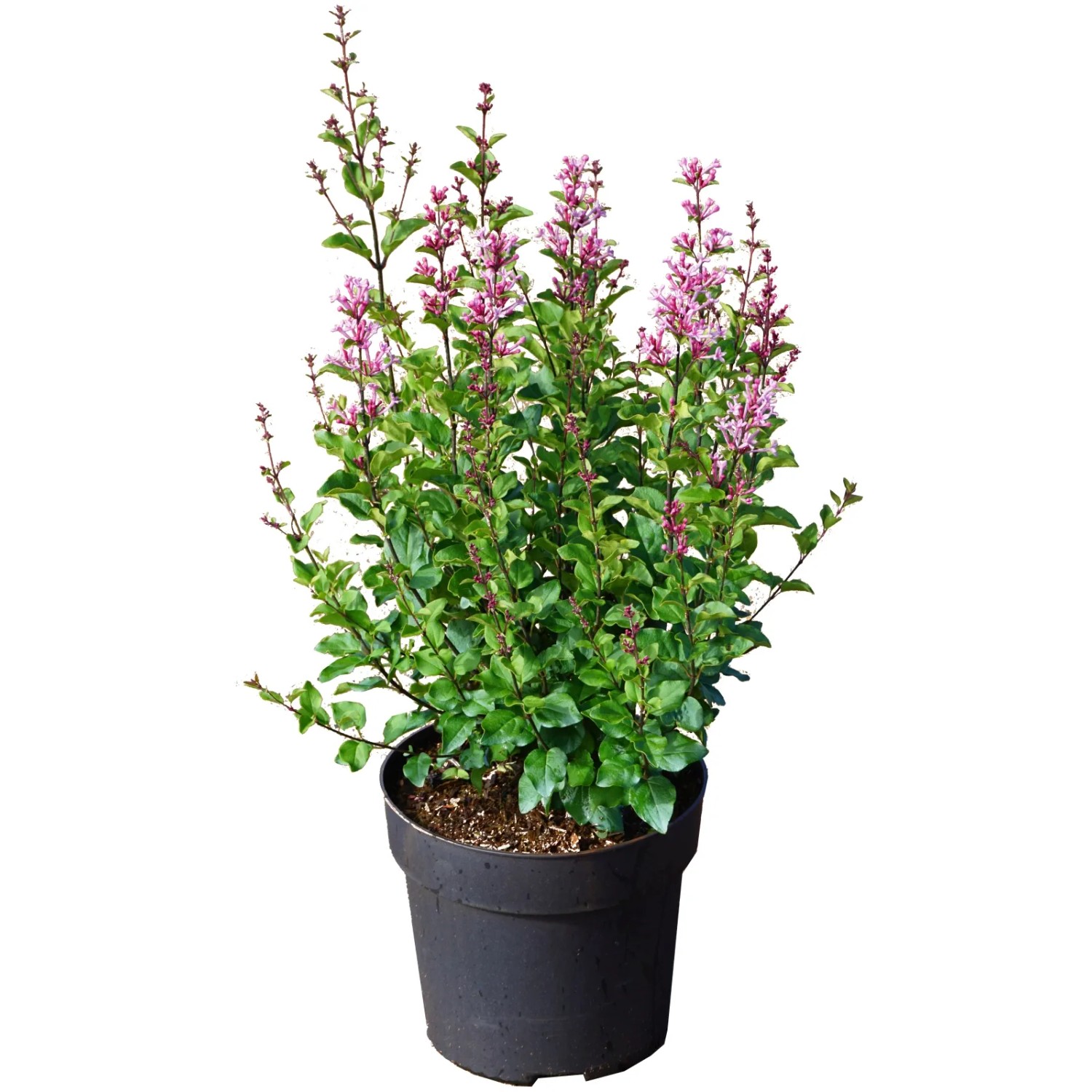 Duftflieder "Pink Perfume" Höhe ca. 40 cm Topf ca. 6 l Syringa BLOOMERANG