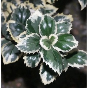 Stechpalme Ilex Casanova mit grün-weiß panaschierten Blättern, Nahaufnahme.