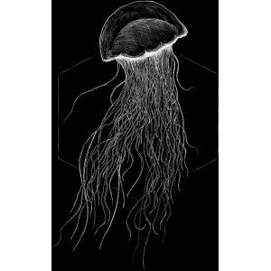 Wandbild Jellyfish Black 50x70 cm: Schwarze Qualle als Kunstdruck für die Wand.