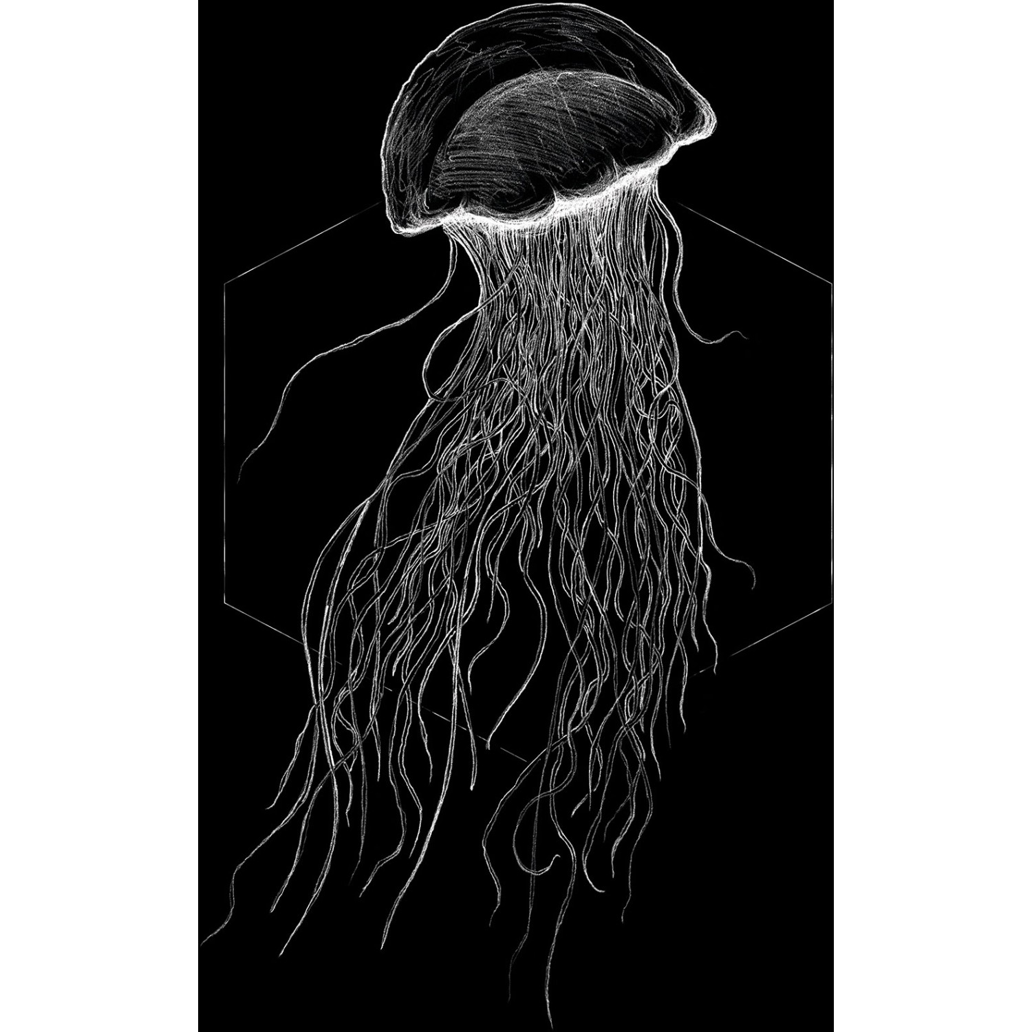 Komar Wandbild Jellyfish Black 50 x 70 cm