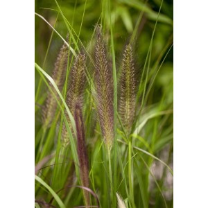 Detailaufnahme von Lampenputzergras Pennisetum Compressum mit dekorativen Blütenständen.