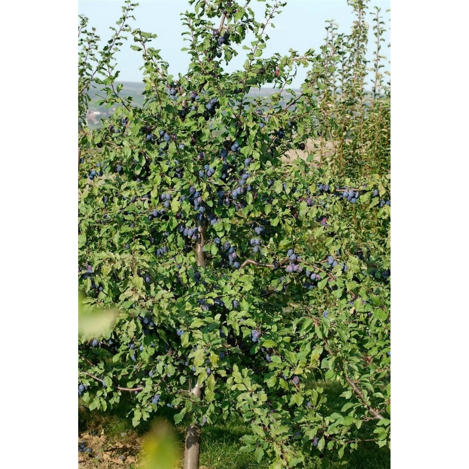 Prunus Domestica President Pflaume 150–200 cm günstig online kaufen